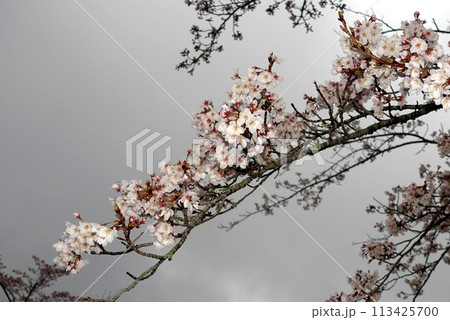 一気に咲いたいろいろな桜の風景 113425700