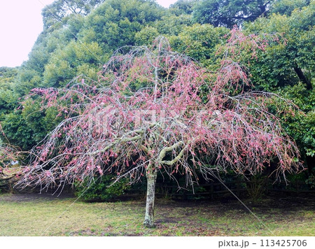 一気に咲いたいろいろな桜の風景 113425706