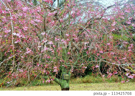 一気に咲いたいろいろな桜の風景 113425708