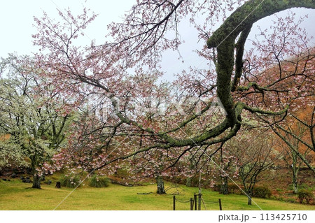 一気に咲いたいろいろな桜の風景 一気に咲いたいろいろな桜の風景 113425710