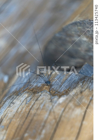 かってはメクラグモと呼ばれていたザトウムシ・忍野村 113425740