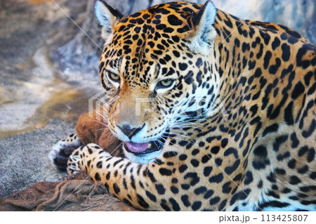 豹 ヒョウ アップ 豹 ヒョウ アップ 113425807