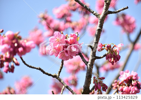 早春の青空に映えるピンクの横濱緋桜 早春の青空に映えるピンクの横濱緋桜 113425829