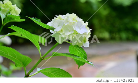 鎌倉の紫陽花 鎌倉の紫陽花 113425923