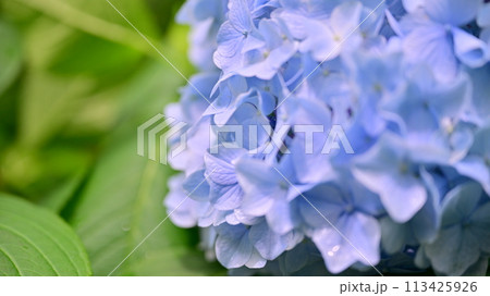 鎌倉の紫陽花 113425926