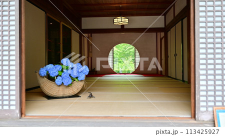 鎌倉の紫陽花 113425927