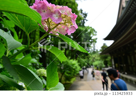 鎌倉の紫陽花 113425933