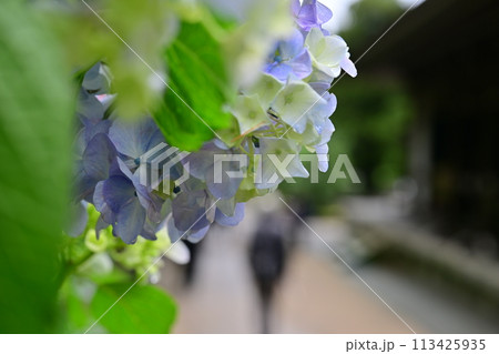 鎌倉の紫陽花 113425935