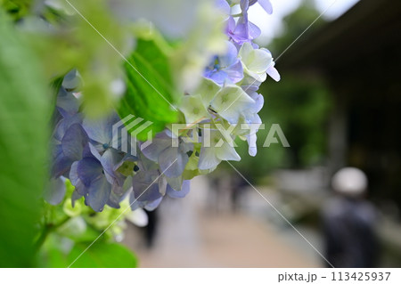 鎌倉の紫陽花 113425937