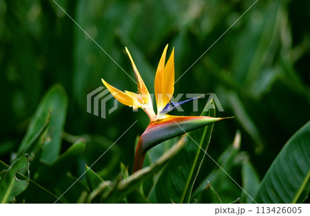 極楽鳥の様なストレリチアの花 113426005