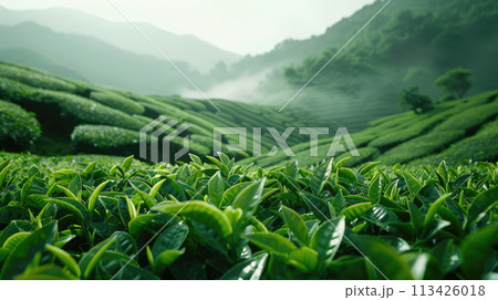 Tea Plantation, Generative AI 113426018
