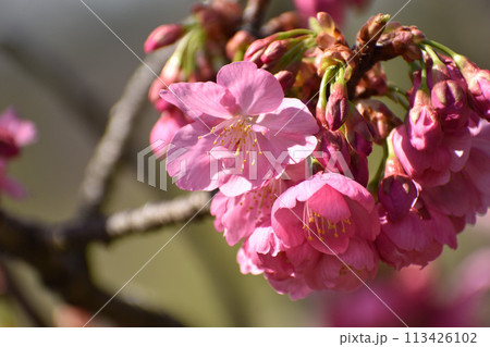早春に咲く鮮やかなピンクの横濱緋桜 早春に咲く鮮やかなピンクの横濱緋桜 113426102