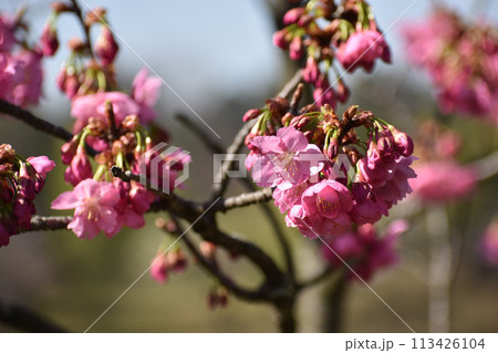 早春に咲く鮮やかなピンクの横濱緋桜 早春に咲く鮮やかなピンクの横濱緋桜 113426104