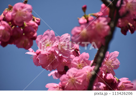 早春の青空に映える鮮やかなピンクの横濱緋桜 113426206