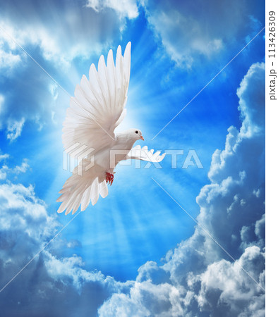 Dove in the air with wings wide open in-front of the sky 113426309