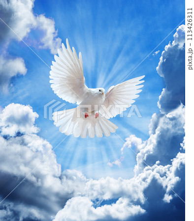 Dove in the air with wings wide open in-front of the sky Dove in the air with wings wide open in-front of the sky 113426311