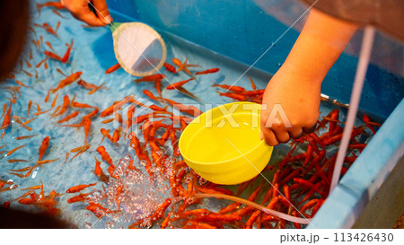 七夕祭りの金魚すくい 113426430