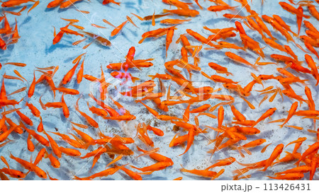 七夕祭りの金魚すくい 113426431