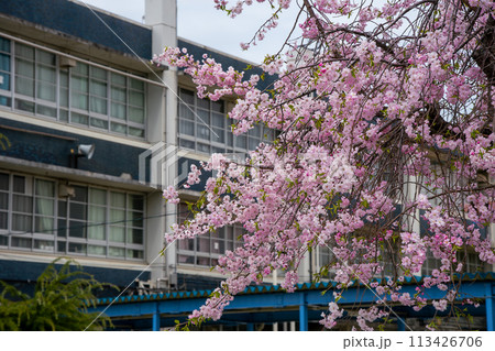 学校の校舎と満開の桜 113426706