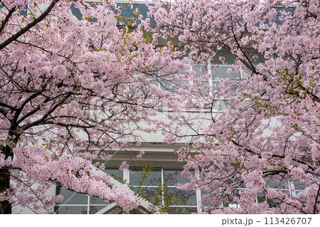 学校の校舎と満開の桜 113426707