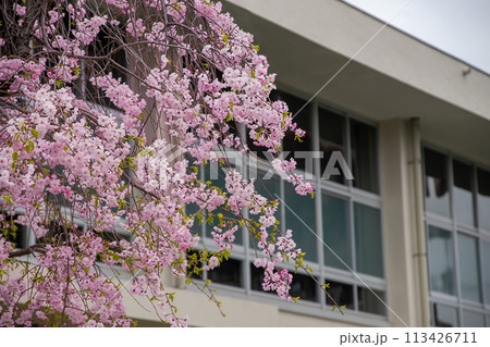 学校の校舎と満開の桜 学校の校舎と満開の桜 113426711