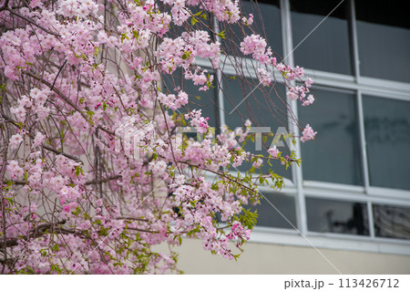 学校の校舎と満開の桜 113426712