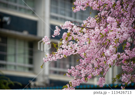 学校の校舎と満開の桜 113426713