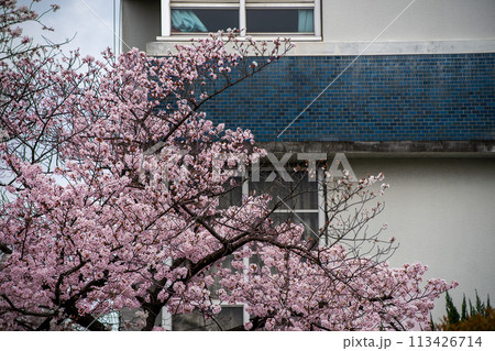 学校の校舎と満開の桜 学校の校舎と満開の桜 113426714