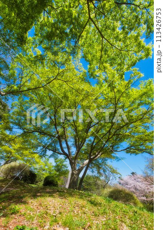 公園にある美しい樹木 公園にある美しい樹木 113426753