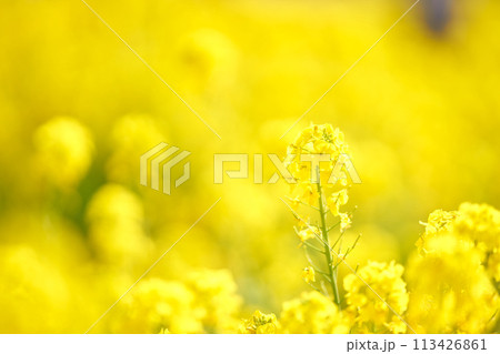 黄色い菜の花 113426861