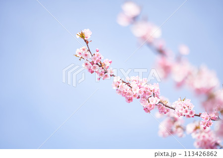 青空を背景に咲くピンク色の梅の花 青空を背景に咲くピンク色の梅の花 113426862