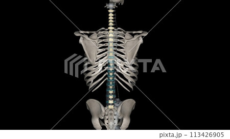 The ligamenta flava are a series of ligaments that connect the ventral parts of the laminae of adjacent vertebrae 113426905