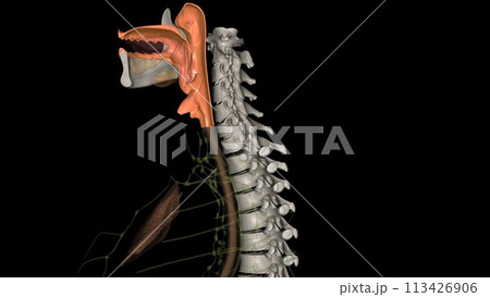The oropharynx is the middle chamber of the pharynx that passes food from the mouth into the laryngopharynx 113426906