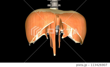 The diaphragm is a muscle that helps you inhale and exhale The diaphragm is a muscle that helps you inhale and exhale 113426907