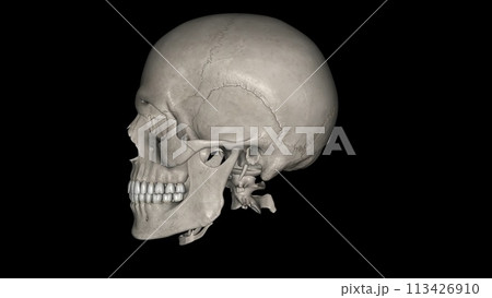The human skull consists of 22 bones The human skull consists of 22 bones 113426910