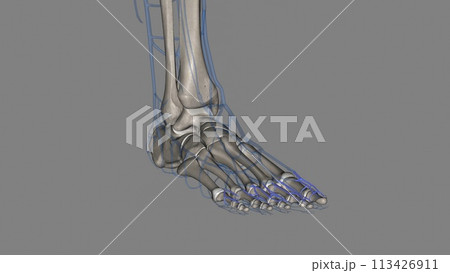 The dorsal digital arteries of the foot supply freshly oxygenated blood to the toes The dorsal digital arteries of the foot supply freshly oxygenated blood to the toes 113426911