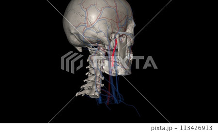 The external carotid artery is a major artery of the head and neck. It arises from the common carotid artery 113426913
