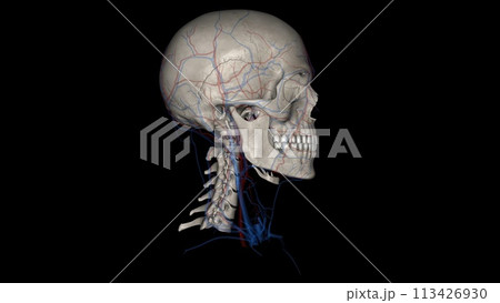 Head, Arteries and Veins 3d Head, Arteries and Veins 3d 113426930