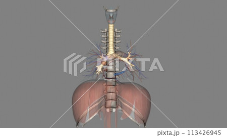 Trachea, in vertebrates and invertebrates, a tube or system of tubes that carries air Trachea, in vertebrates and invertebrates, a tube or system of tubes that carries air 113426945