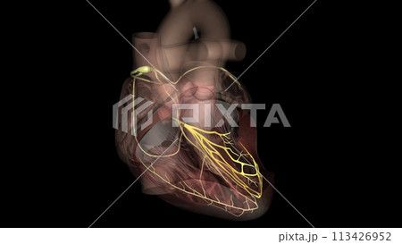 Heart, anterior fascicle 113426952