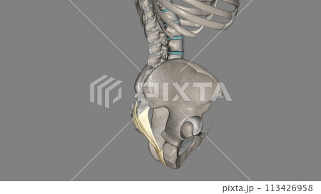 The sacrotuberous ligament (STL) is a stabiliser of the sacroiliac joint and connects the bony pelvis to the vertebral column The sacrotuberous ligament (STL) is a stabiliser of the sacroiliac joint and connects the bony pelvis to the vertebral column 113426958