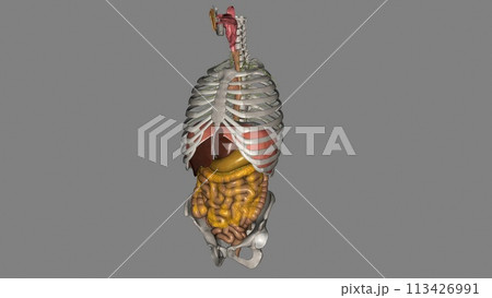 The esophagus is the hollow, muscular tube that passes food and liquid from your throat to your stomach The esophagus is the hollow, muscular tube that passes food and liquid from your throat to your stomach 113426991