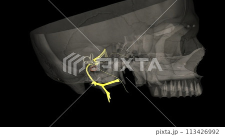 The facial nerve is the seventh cranial nerve The facial nerve is the seventh cranial nerve 113426992