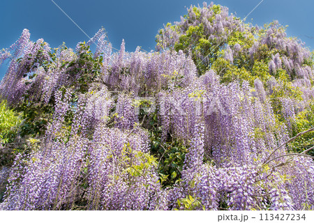 青空に映える藤の花 113427234