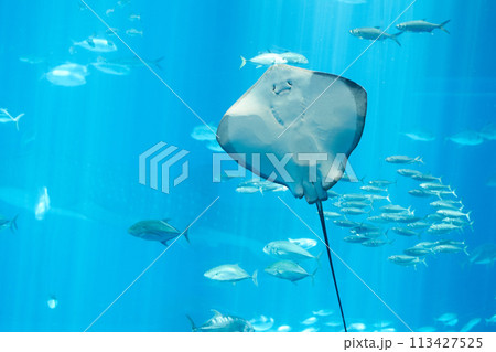 水族館の水槽を泳ぐエイ 水族館の水槽を泳ぐエイ 113427525