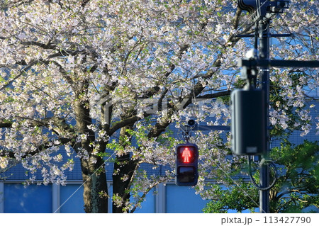 歩行者用信号機 歩行者用信号機 113427790