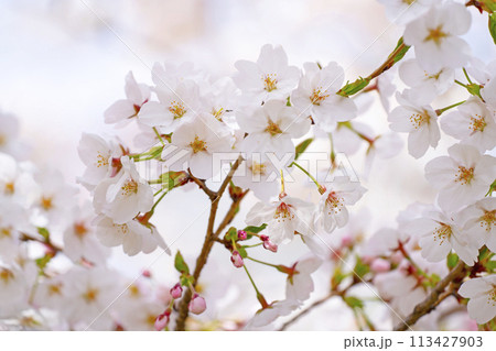 満開の桜 満開の桜 113427903