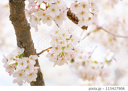 満開の桜 113427906