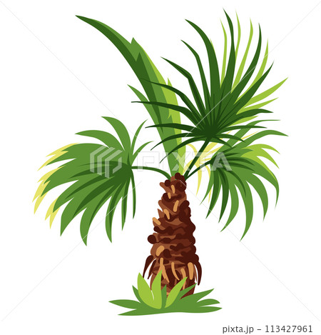 Palm tree isolated on white background 113427961