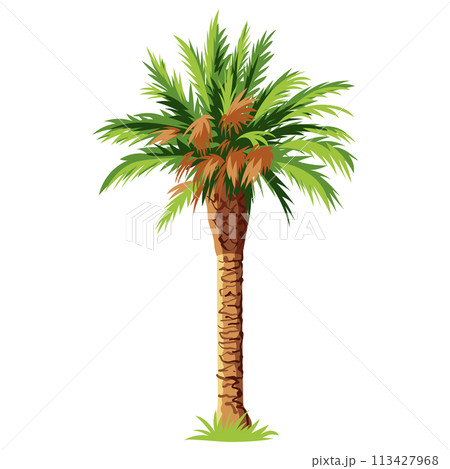 Palm tree isolated on white background 113427968